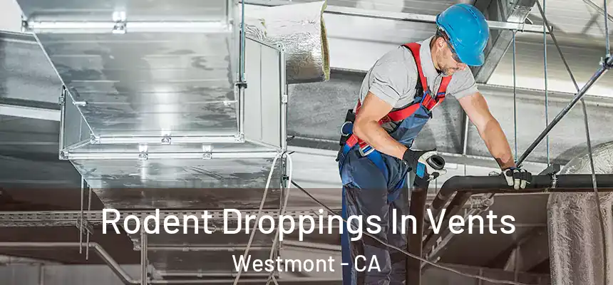  Rodent Droppings In Vents Westmont - CA